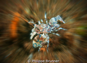 Arlequin shrimp by Philippe Brunner 